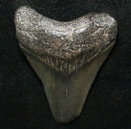 Juvenile Megalodon Tooth - South Carolina #8722